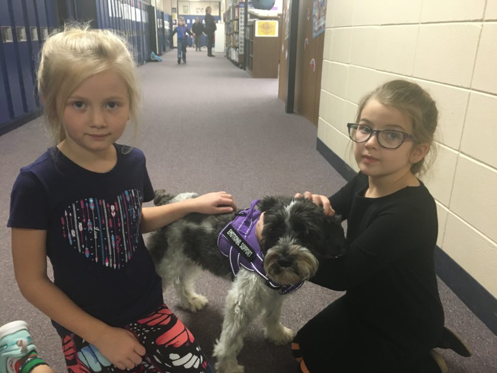 Therapy Dogs In Schools